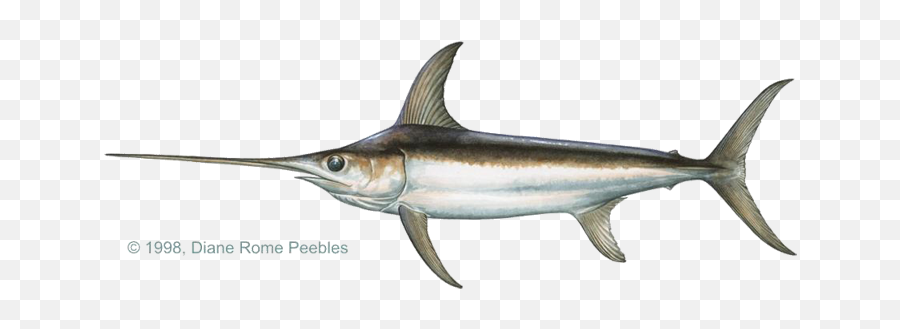 Xiphias Gladius Swordfish Marine Fish - Swordfish Legal Size Png,Swordfish Png