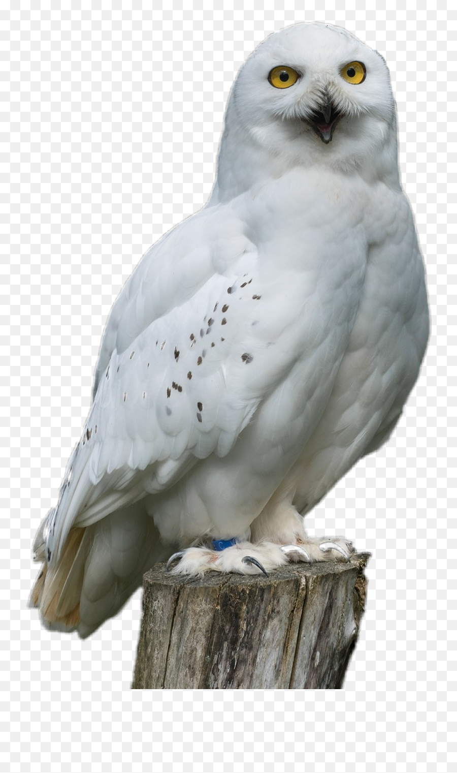 Download White Sticker - Snowy Owl Full Size Png Image Full White Owl,Owl Png