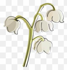 Lily Of The Valley Flower White - Vector Lily Of The Valley Png,Lily Of The Valley Png