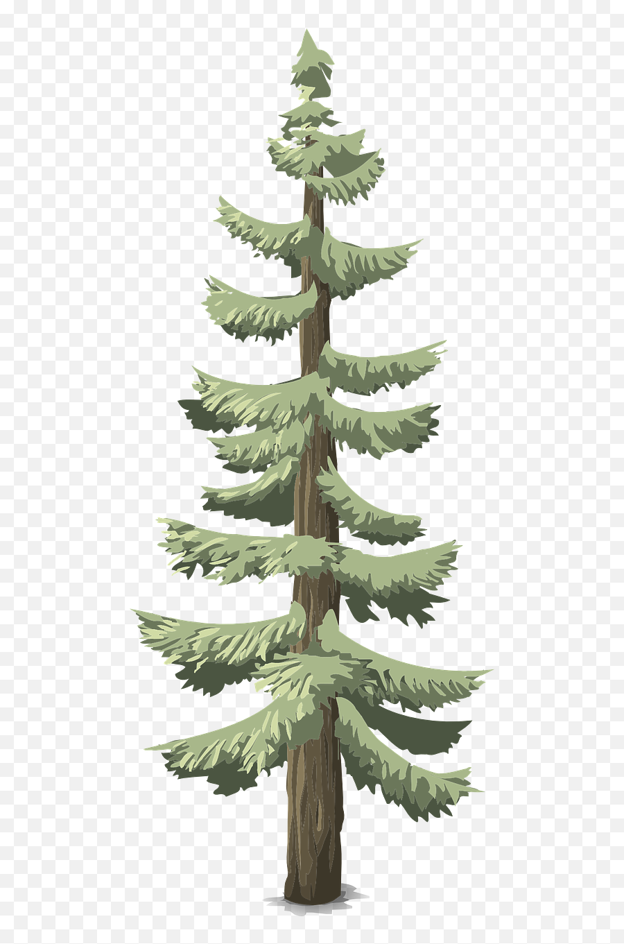 Download Árboles Pinos Hd Png - Png Pohon Cemara Pinus,Arboles Png