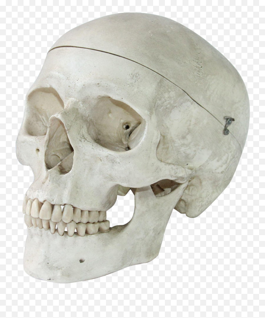 Download Hd Vintage Anatomical Model Of - Human Skull Art Model Png,Human Skull Png