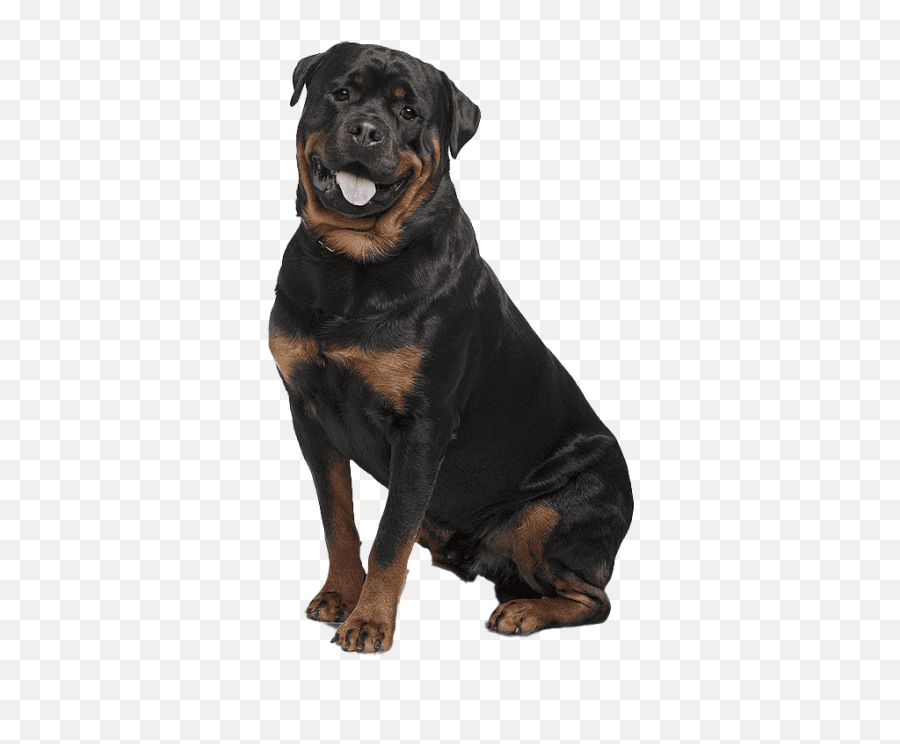 Rottweiler Png 7 Image - German Shepherd Angry And Rottweiler,Rottweiler Png