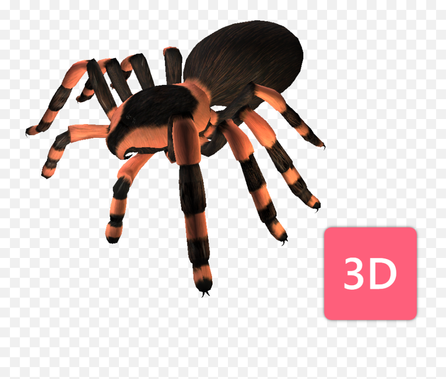 Tarantula Png - Who Is Afraid Of Spiders 3d Model Is Insect,Spiders Png