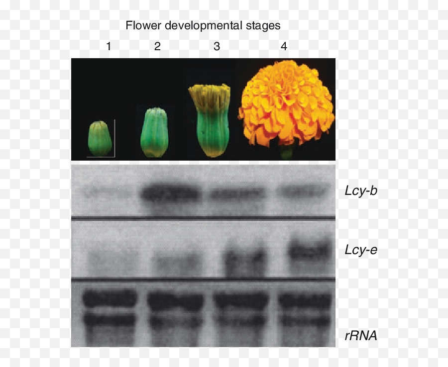 2 Mrna Analysis In Developing Flowers Of Marigold - Stages Of A Marigold Png,Marigold Transparent