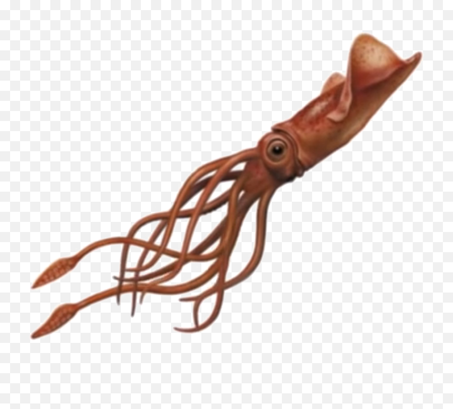 Squid Png Image - Giant Squid Transparent Background,Squid Png