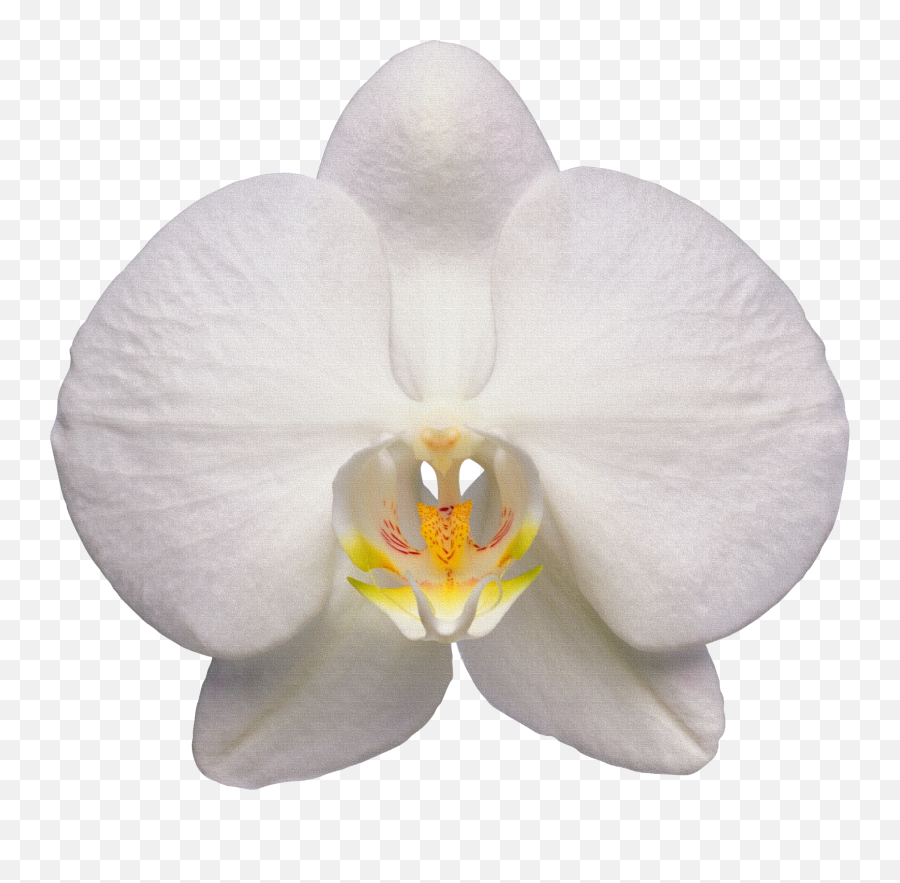 Orchid Png Image - Orchid White Png,Orchid Png