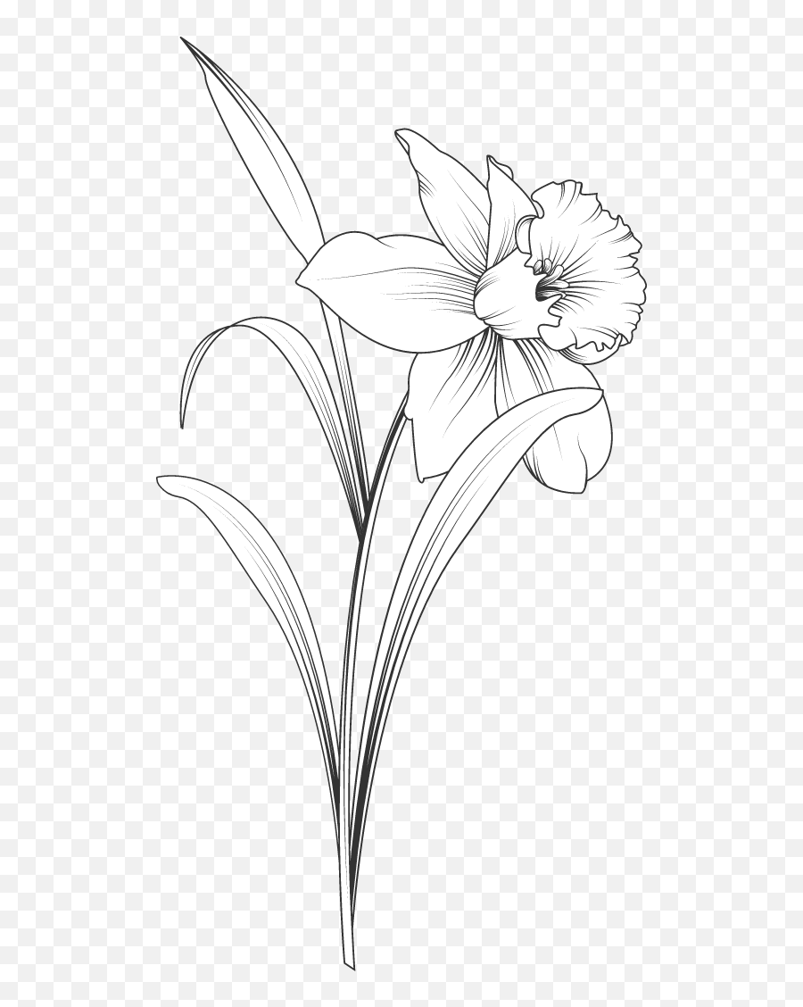 Daffodil Stem 02 Graphic - Illustrations Picmonkey Graphics Lily Png,Daffodil Png