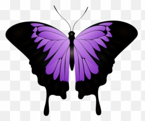 Purple Butterfly Decorative Transparent Image - And Black Monarch png