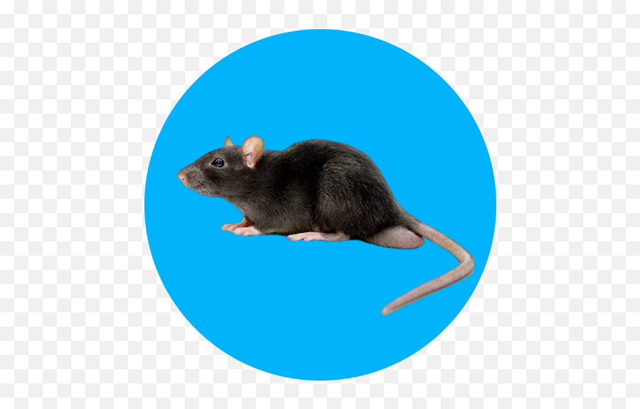 Narmada Flooring Corporation - Mouse Png,Rodent Png