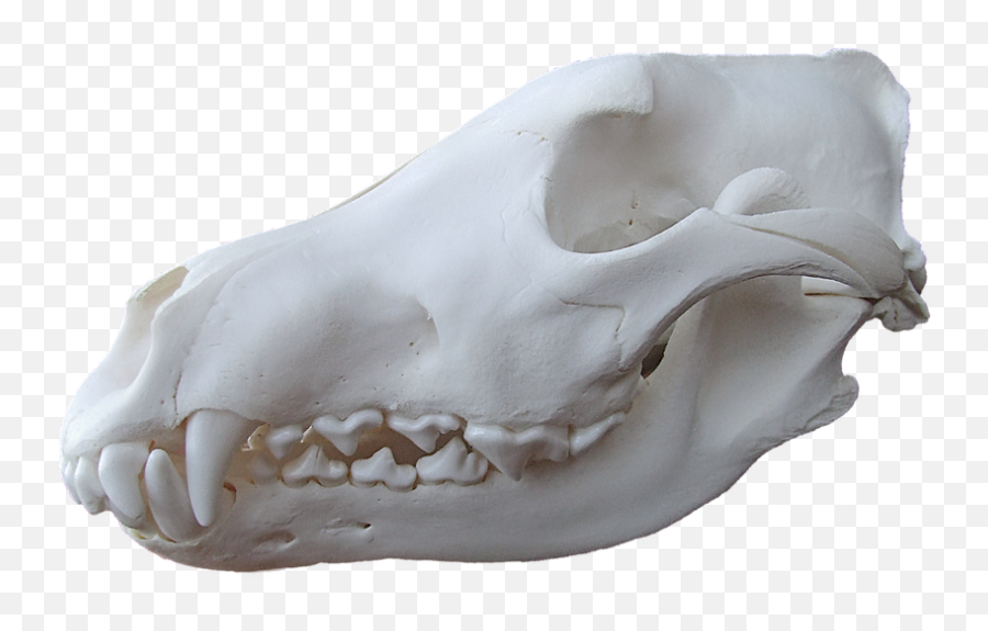 Wolf Skull Png Image With No Background - Wolf Skull Png Real,Wolf Skull Png