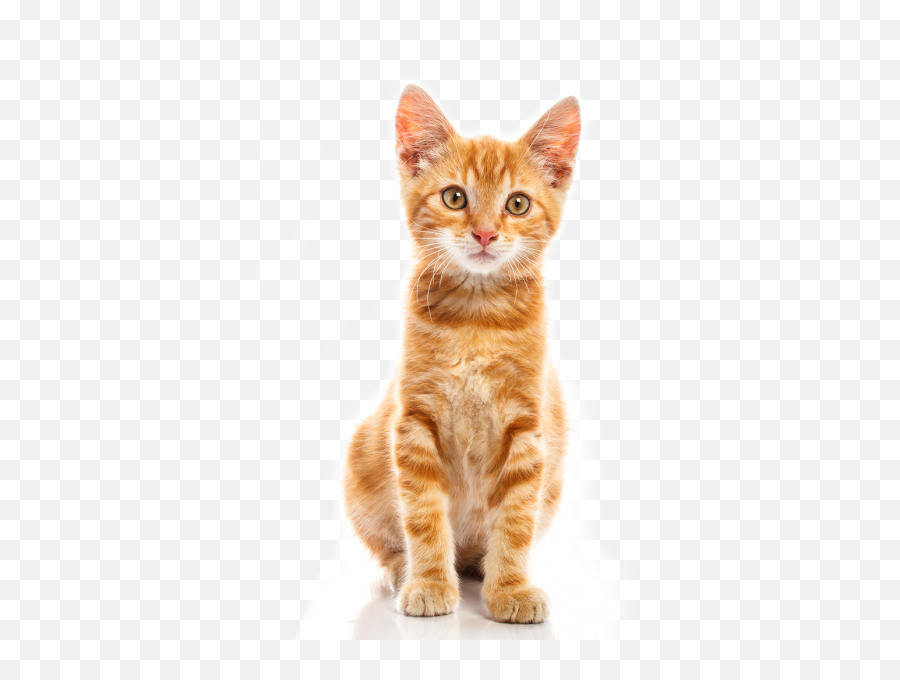 Cat Transparent Background - Cat Transparent Background Draw Png,Transparent Cat