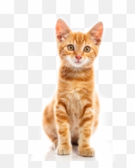 Cat Transparent Background - Draw png