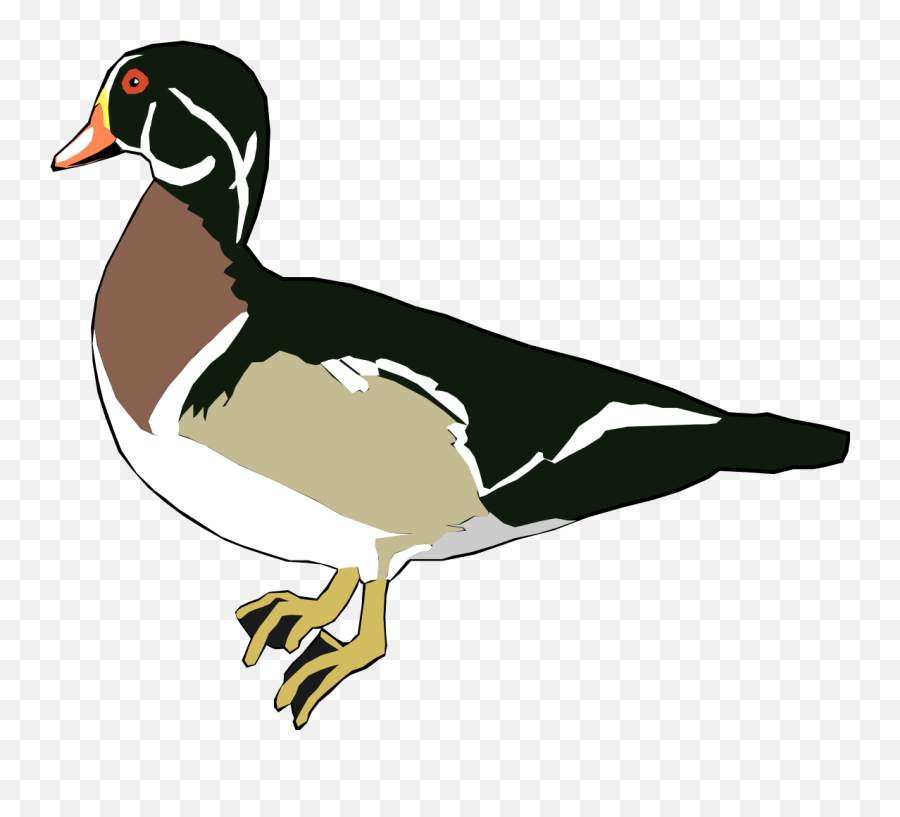 Download Clipart Duck Real - Wood Ducks Png Cartoon,Duck Clipart Png