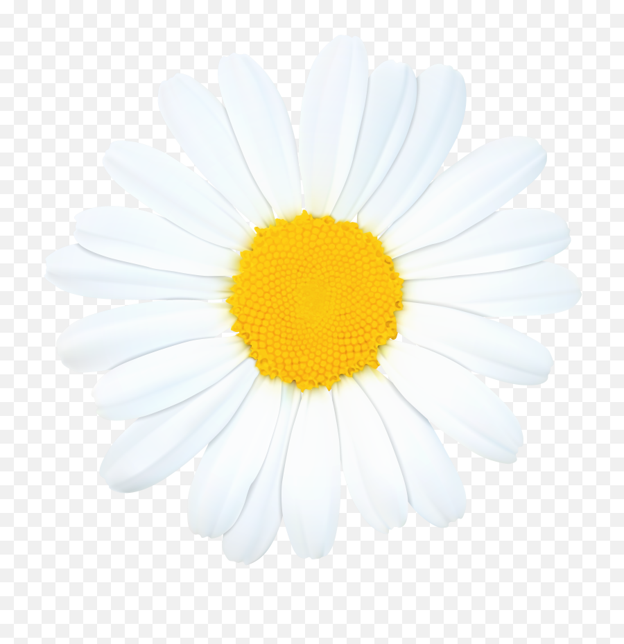 Daisy Png Clip Art Image - Daisypng,Daisy Png