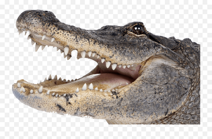 Crocodile Head Right Transparent Png - Stickpng Alligators Png,Animal Head Png