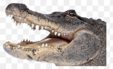 Crocodile Head Right Transparent Png - Stickpng Alligators Png,Animal Head Png