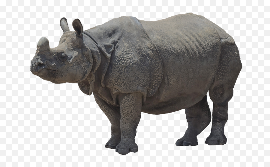 Rhinoceros Png Transparent Rhinocerospng Images Pluspng - Javan Rhino Png,Rhino Png