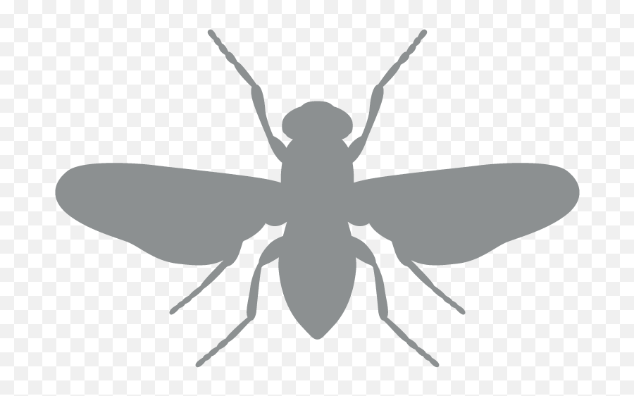 Restaurant And Food Service Pest Control Terminix Png Fly Repellent Icon