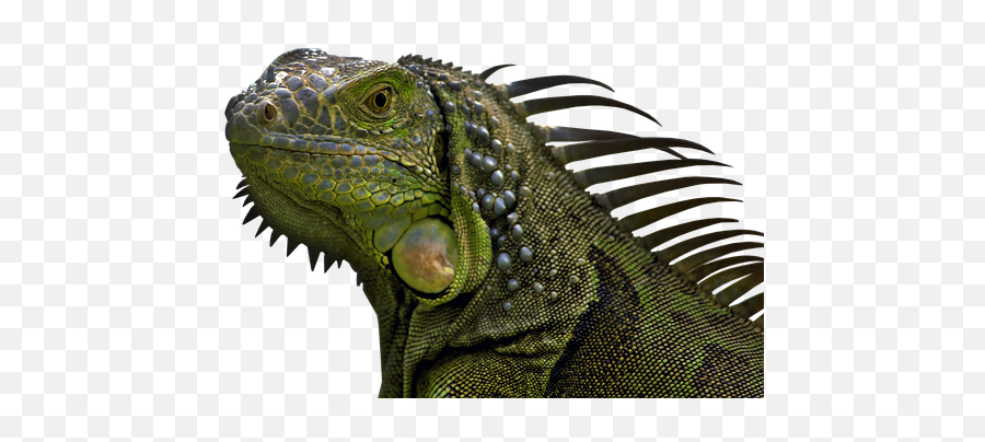 60 Free Iguana U0026 Lizard Illustrations Png Icon