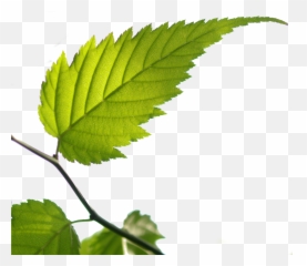 Bgtransp L Kerria Japonica Leaf - png