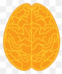Right Brain Clipart - Illustration png