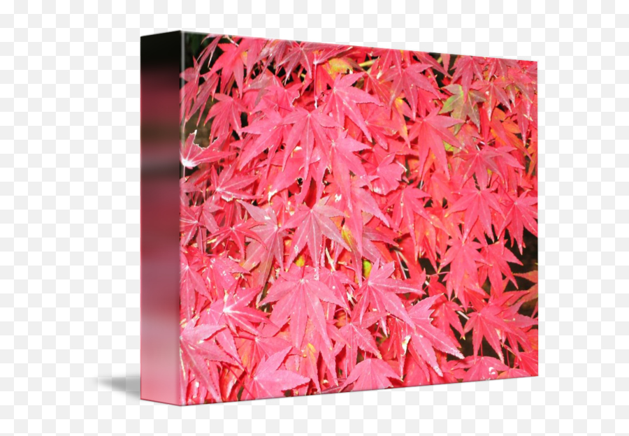 Japanese Maple Tree Closeup By Frank Adorna - Maple Leaf Png,Japanese Maple Png