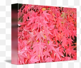 Japanese Maple Tree Closeup By Frank Adorna - Maple Leaf Png,Japanese Maple Png