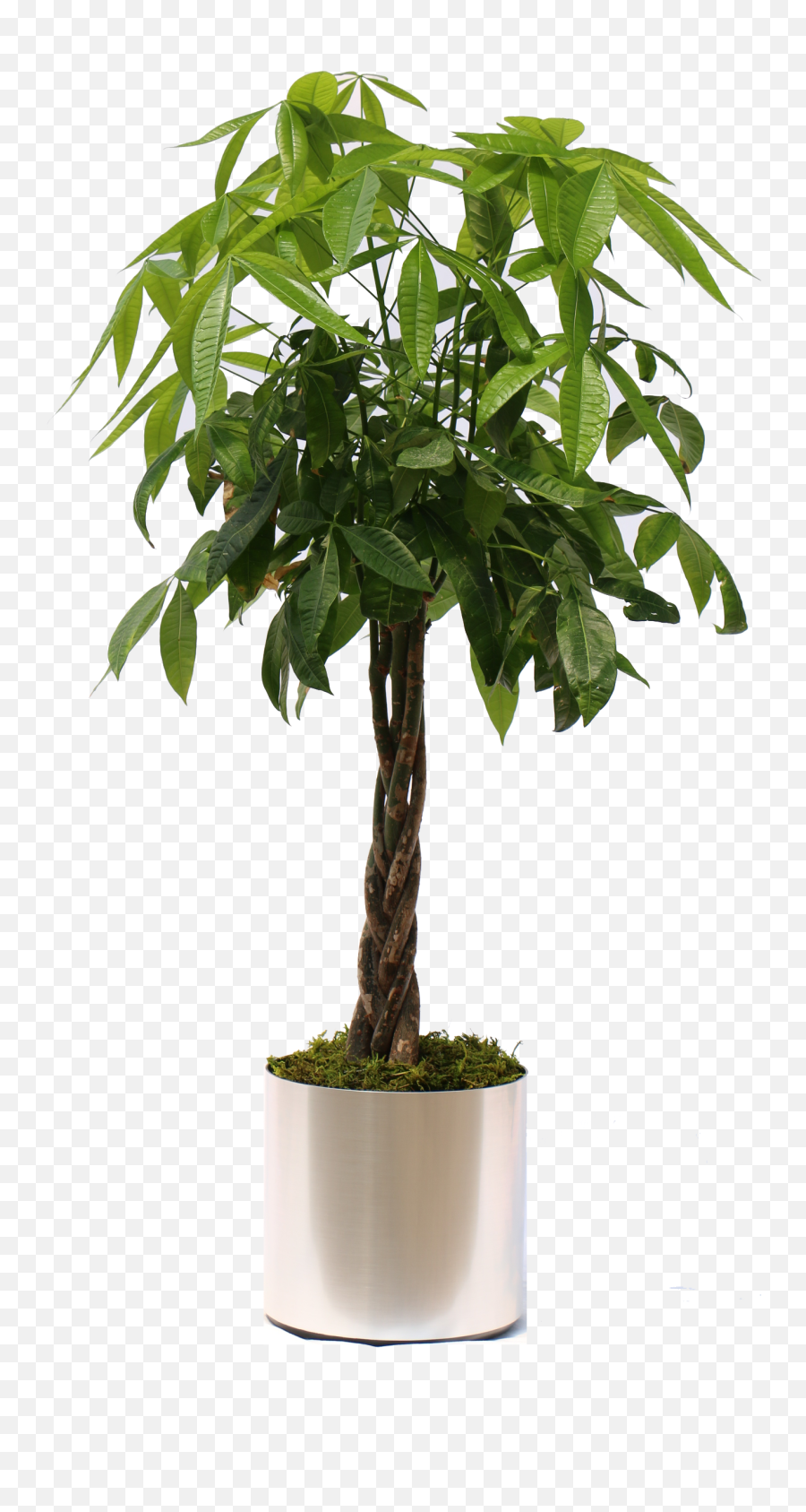 Download Hd Potted Tropical Plants Png - Money Tree Plant Png,Tropical Plants Png