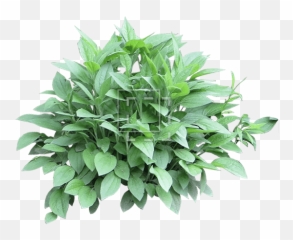 Mexican Bush Sage Png Images - Bushes Png,Sage Png