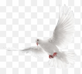 Dove Bird Png Transparent Group - Ecmaiou003c,Fire Eyes Png