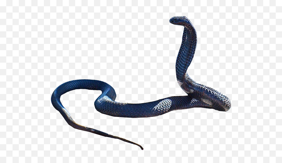 Snake Png Images Transparent Background Play - King Cobra Transparent Snake Png,Snake Transparent Background