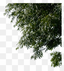Jungle Leaves Finders Keepers Roblox Wiki Fandom Graphics Png Free Transparent Png Image Pngaaa Com - image wiki background finders keepers roblox wiki