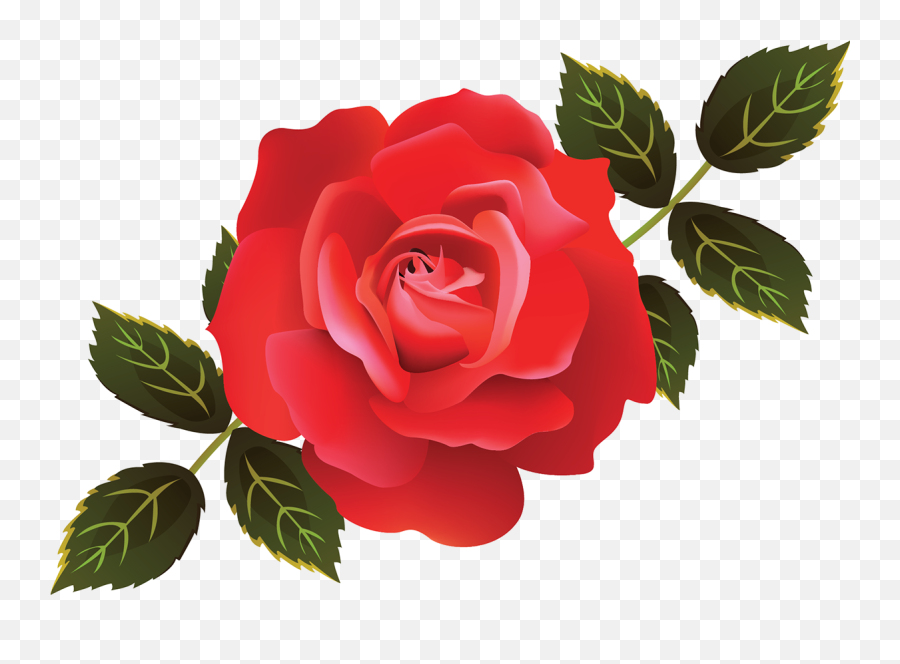 Rose Illustration Png - Garden Roses Cabbage Rose Adobe Rose Illustration Png,Flower Illustration Png