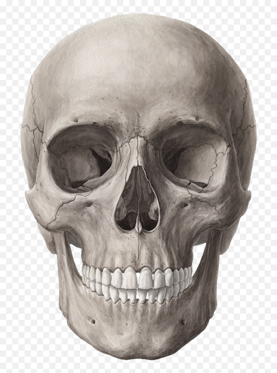 Skull Png Image - Skull Png,Skull Png