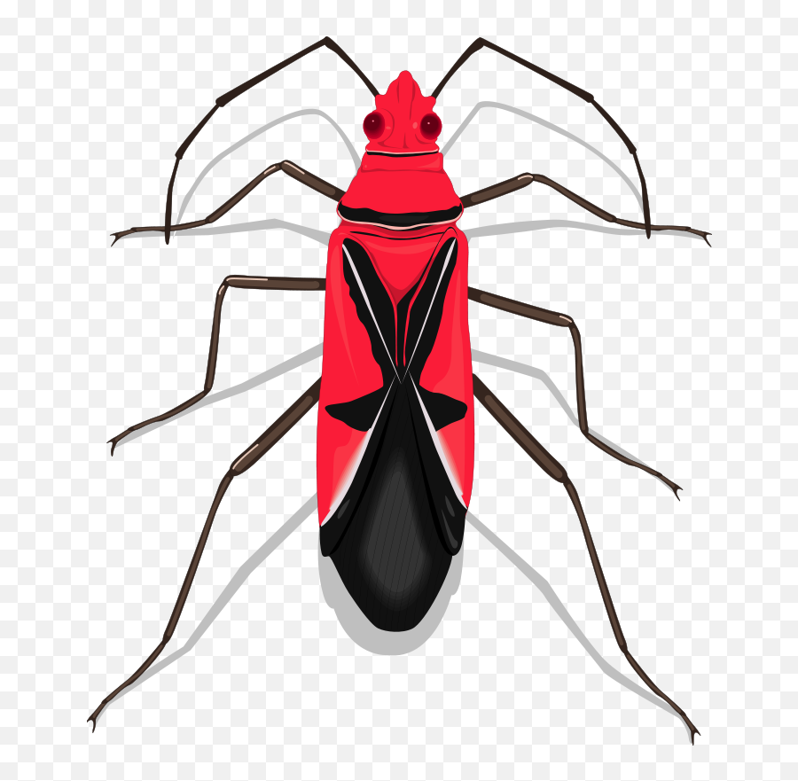 Download Insect Clipart Orange Bug - Insects Hd Png Insects,Transparent Bug