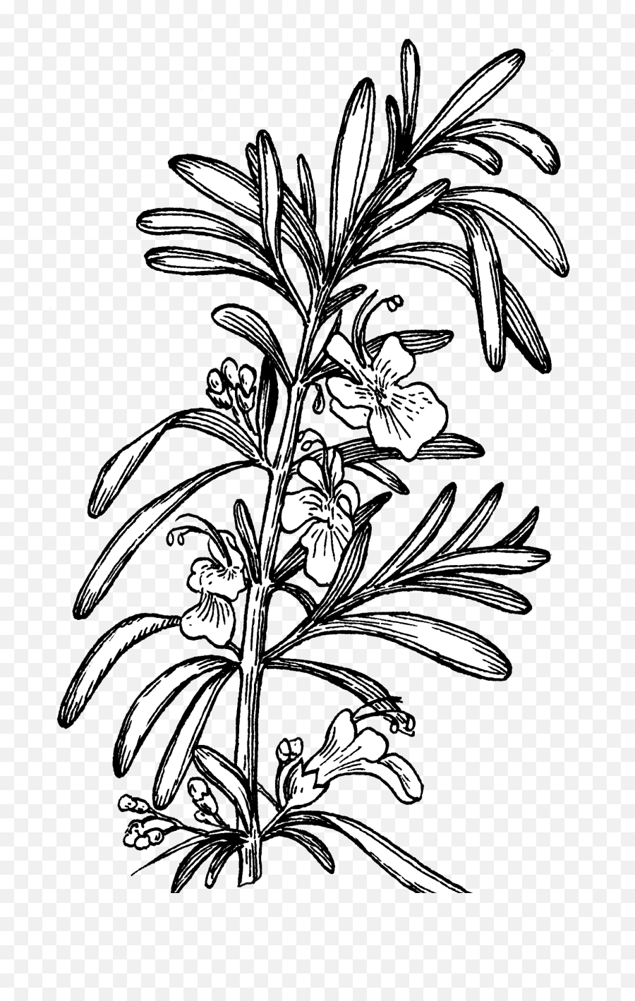 Filerosemary Plant Psfpng - Wikimedia Commons Transparent Rosemary Drawing,Plants Png