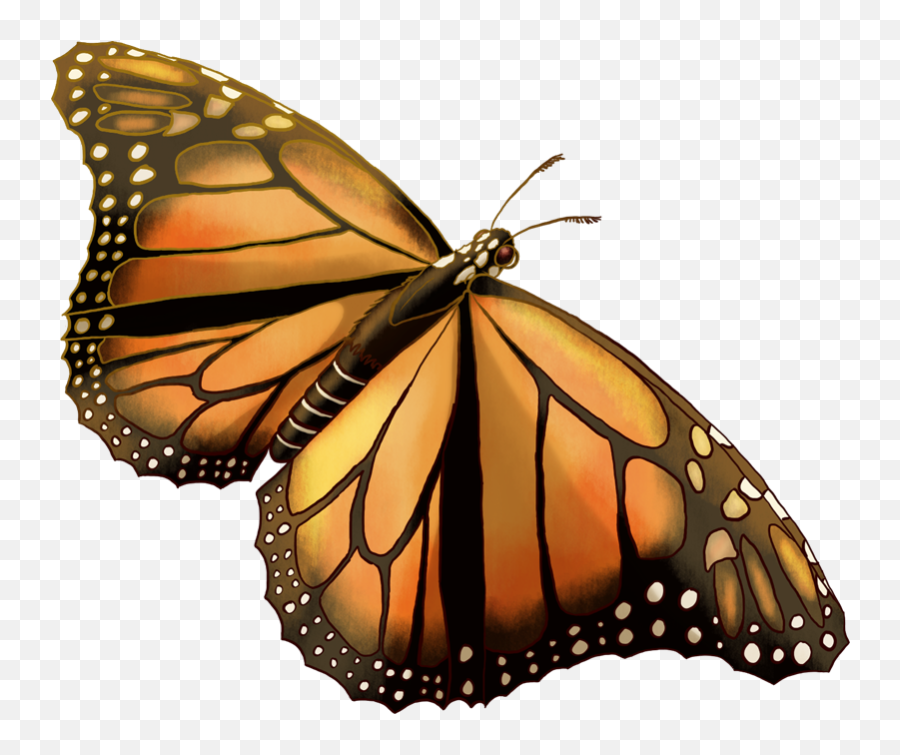 1275 Monarch Regular Picture - For Pokemon Go Players Monarch Butterfly Png,Monarch Png