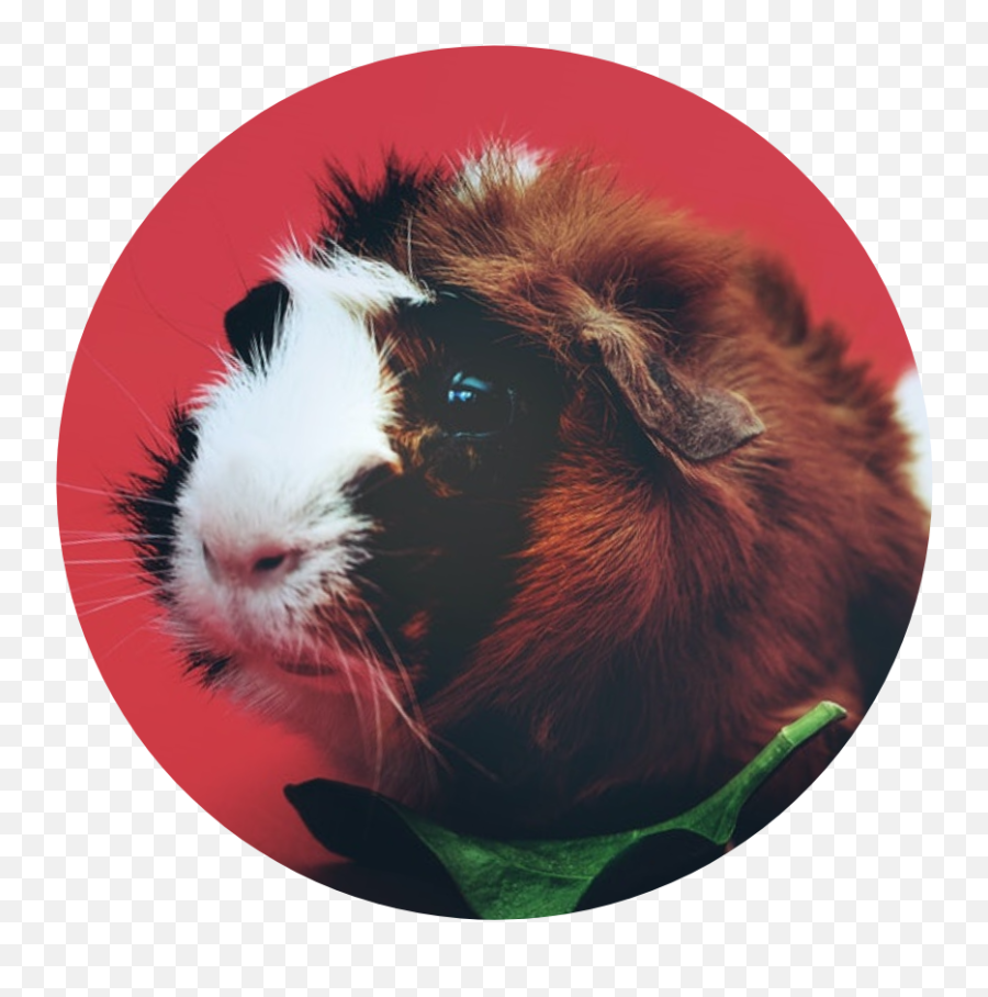 Can My Guinea Pig Eat Artichoke - Cuy Png,Guinea Pig Png