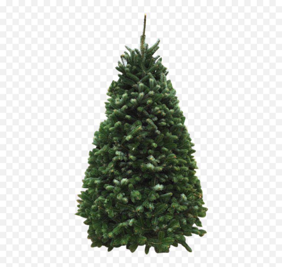 Our Products For The Christmas Tree Fundraiser - Boreal Conifer Png,Christmas Greenery Png