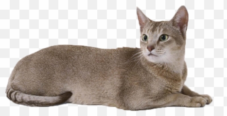 Cat Transparent Png 1 Image