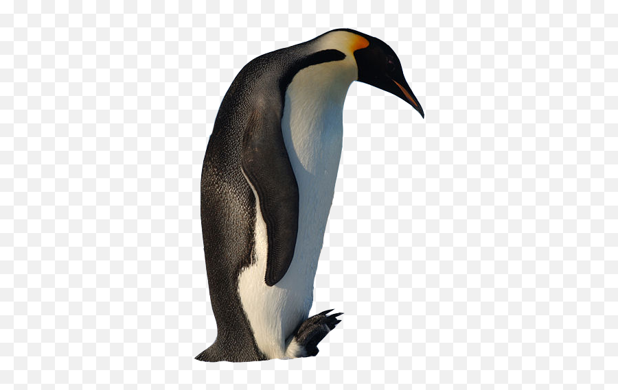 Super Maximalist Tux Logo Since These - King Penguin Png,Tux Logo