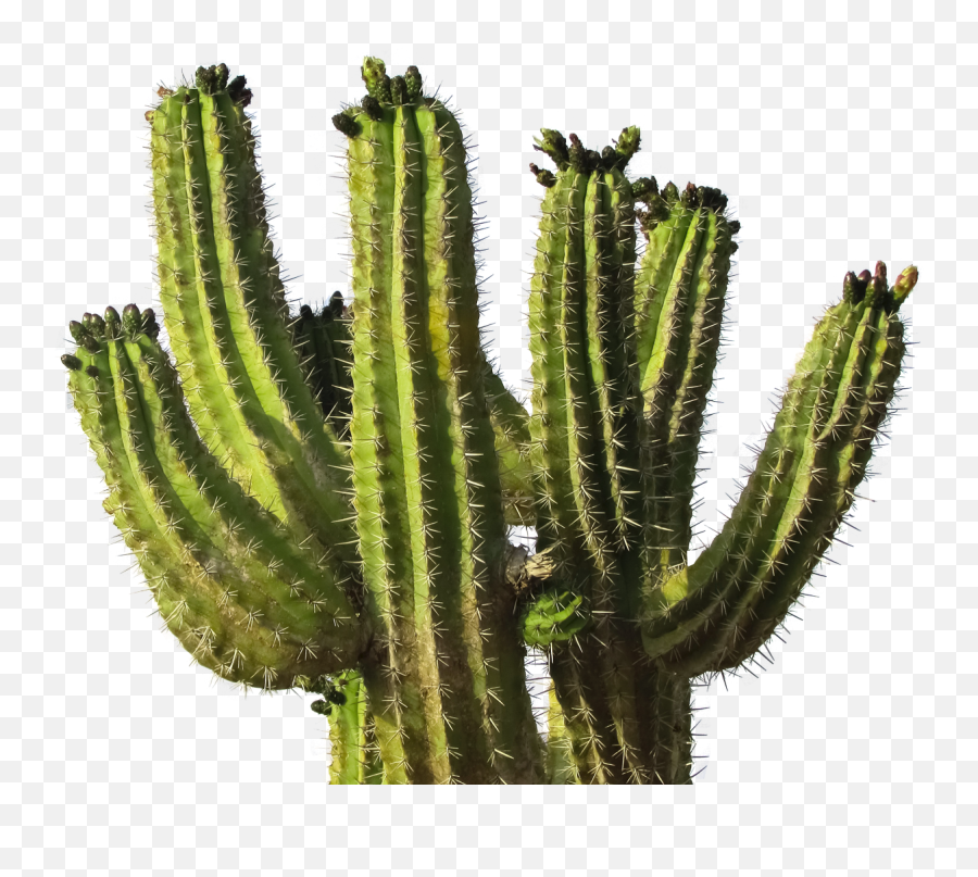 Download Cactus Png Image For Free - Cactus Png,Cacti Png