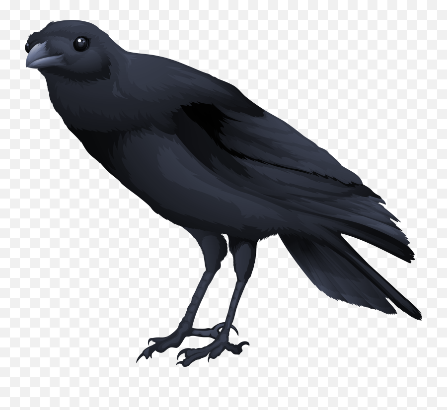 Black Bird Png Picture - Black Bird Png,Black Bird Png