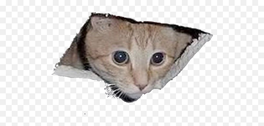 Ceiling Cat Blank Template - Imgflip Surveillance Cat Png,Cat Meme Icon