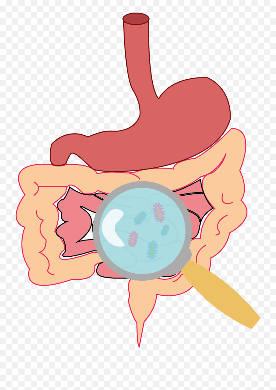Role Of Microbiome In Enteric Disease - Gut Flora Clipart Gut Bacteria Clipart Png,Microbiome Icon
