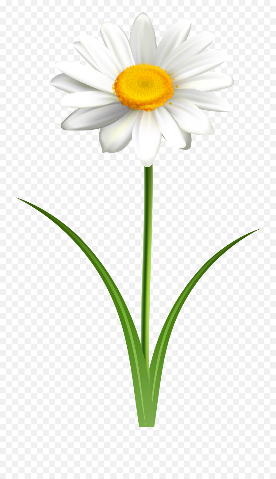 Library Daisy Png Files - Flower Daisies Transparent Background,Daisy Png