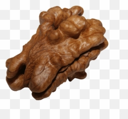 Walnut Kernel Transparent Png - Noz Png,Walnut Transparent