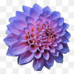 Download Flowers Png Tumblr Transparent - Crown Editor
