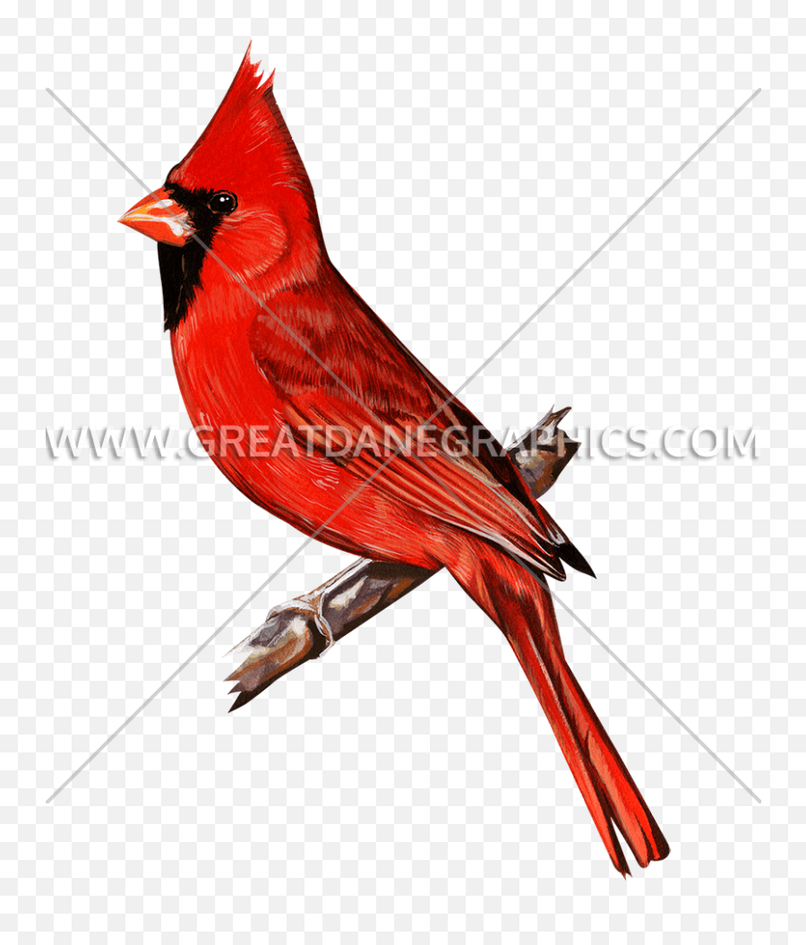 Red Cardinal Production Ready Artwork For T - Shirt Printing Northern Cardinal Png,Cardinal Png