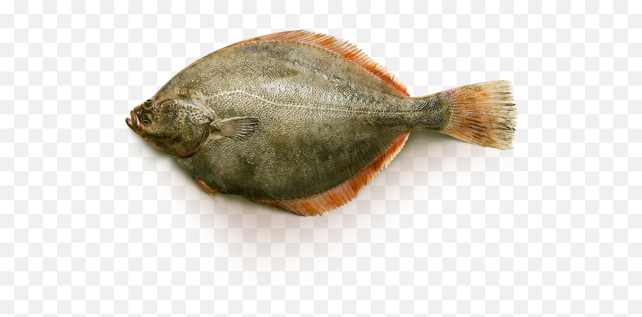 Download Yellowfin Flounder - Yellowfin Sole Full Size Png Yellowfin Sole,Flounder Png